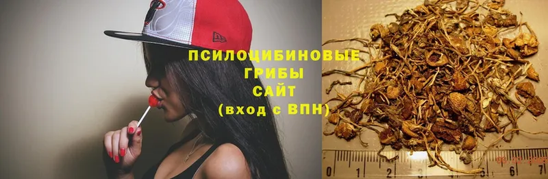 Псилоцибиновые грибы Psilocybine cubensis  Вольск 